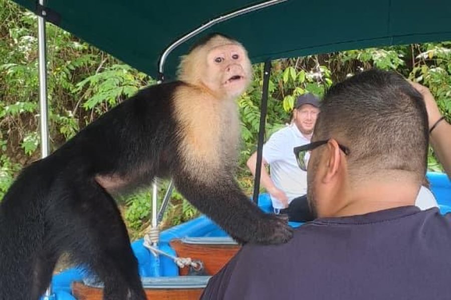 Wildlife Adventure on Gatun Lake (monkeys, birds & reptiles)